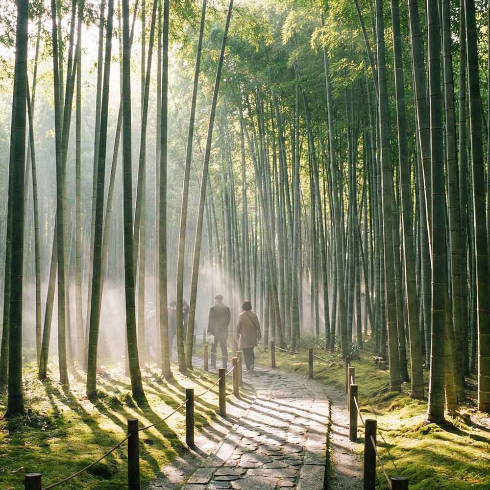 嵐山・竹林の小径